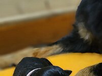 neugeboren  Bes.: Caroline Bronnenmayer