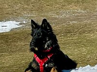 Raven  Bes.: Caroline Bronnenmayer