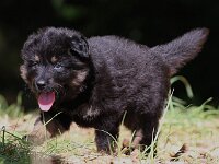 5,5 Wochen alt  Bes.: Gabi Frei