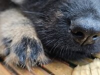 8 Wochen alt  Bes.: Gabi Frei