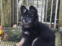 8 Wochen alt  Bes.: Gabi Frei