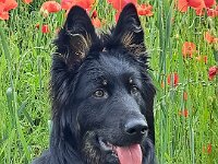 Qemal  Bes.: Gabi Frei