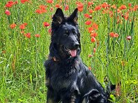 Qemal  Bes.: Gabi Frei