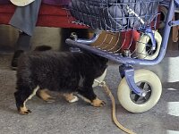 6 Wochen alt  Besuch im Altersheim