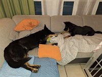 Zeus und Tayah  Bes.: Susiund Jürgen Seiz