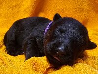 1 Woche alt  Bes.: Catherine Perren