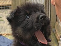 5 Wochen alt  Bes.: Catherine Perren