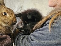 7,5 Wochen alt  Besuch auf dem Bauernhof