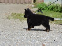 7,5 Wochen alt  Bes.: Catherine Perren