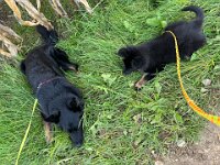 Gitan und Qiu  Bes: Catherine Perren