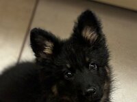 Qiu  Bes.: Catherine Perren