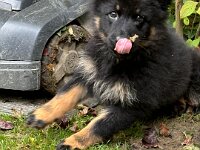 Qiu  Bes.: Catherine Perren