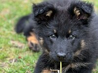 Qiu  Bes.: Catherine Perren