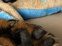 Qiu  Bes.: Catherine Perren