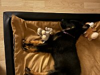 Qiu  Bes.: Catherine Perren