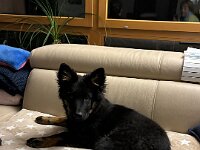 Qiu  Bes.: Catherine Perren