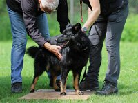 Qiu Junghundebeurteilung  Bes.: Catherine Perren