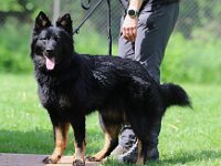 Qiu Junghundebeurteilung  Bes.: Catherine Perren