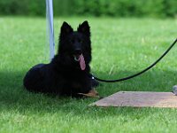 Qiu Junghundebeurteilung  Bes.: Catherine Perren