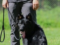 Qiu Junghundebeurteilung  Bes.: Catherine Perren