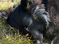 Qiu-Quana  Bes.: Catherine Perren