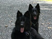 Qiu-Quana und Gitan  Bes.: Catherine Perren