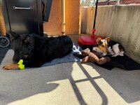 Quan und Fynn  Bes.: Karin Bieri