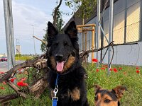 Quan und Fynn  Bes.: Karin Bieri