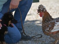 auf dem Bauernhof  Bes.: Moni Müller