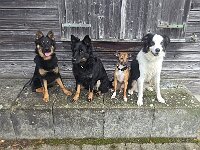 Siyah, Cainook, Bambi und Texas  Bes.: Moni Müller