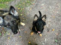 Lilly und Rascal  Bes.: Britta Flauger