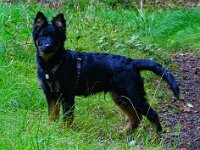 Rascal  Bes.: Britta Flauger