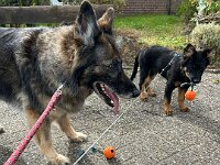 Lilly und Rascal  Bes.: Britta Flauger