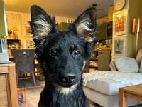 Rascal  Bes.: Britta Flauger