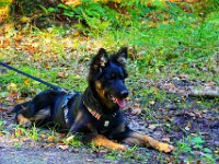 Rascal  Bes.: Britta Flauger