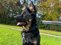 Rascal  Bes.: Britta Flauger