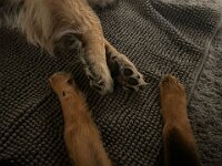 Junghund- und Seniorenpfoten  Bes.: Britta Flauger