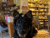 Rascal  Bes.: Britta Flauger