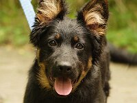 Rascal  Bes.: Britta Flauger