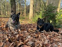 Lilly und Rascal  Bes.: Britta Flauger