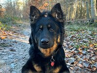 Rascal  Bes.: Britta Flauger