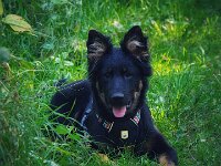 Rascal  Bes.: Britta Flauger