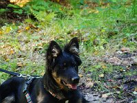 Rascal  Bes.: Britta Flauger