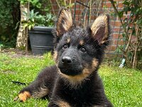 Rascal  Bes.: Britta Flauger