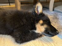 Rascal  Bes.: Britta Flauger