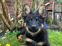 Rascal  Bes.: Britta Flauger