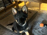 Rascal  Bes.: Britta Flauger