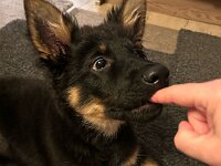 Rascal  Bes.: Britta Flauger