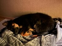 Rascal  Bes.: Britta Flauger