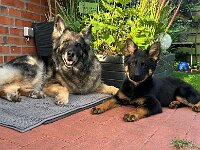 Lilly und Rascal  Bes.: Britta Flauger